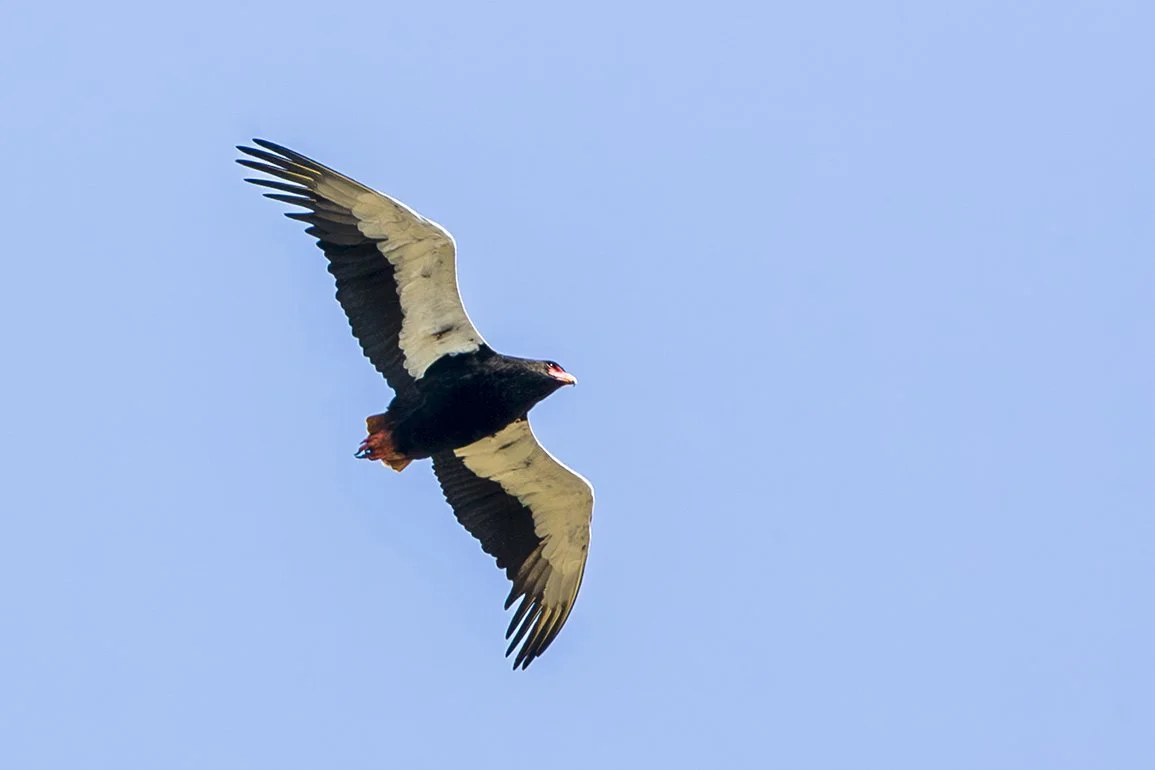 BATELEUR _04.jpg