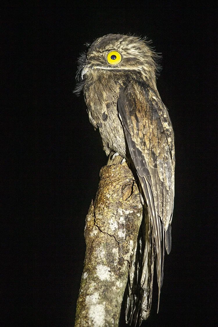 COMMON_POTOO_01.jpg