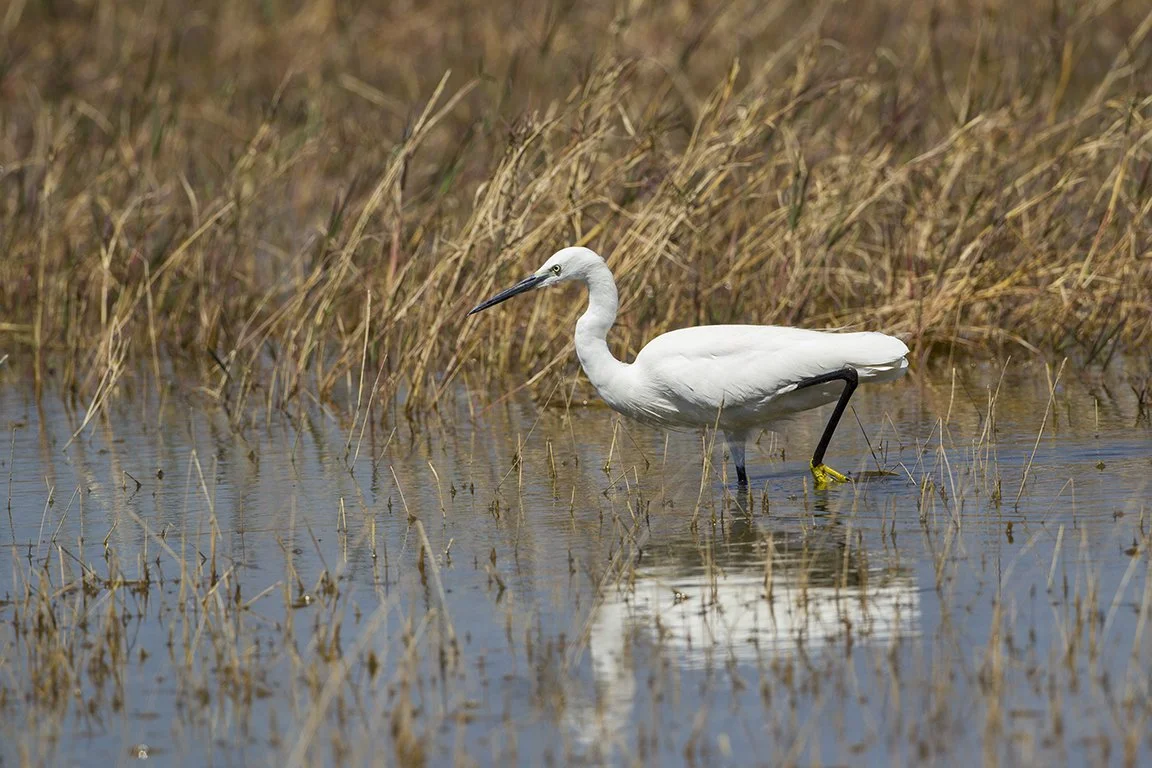 LITTLE_EGRET_04.jpg