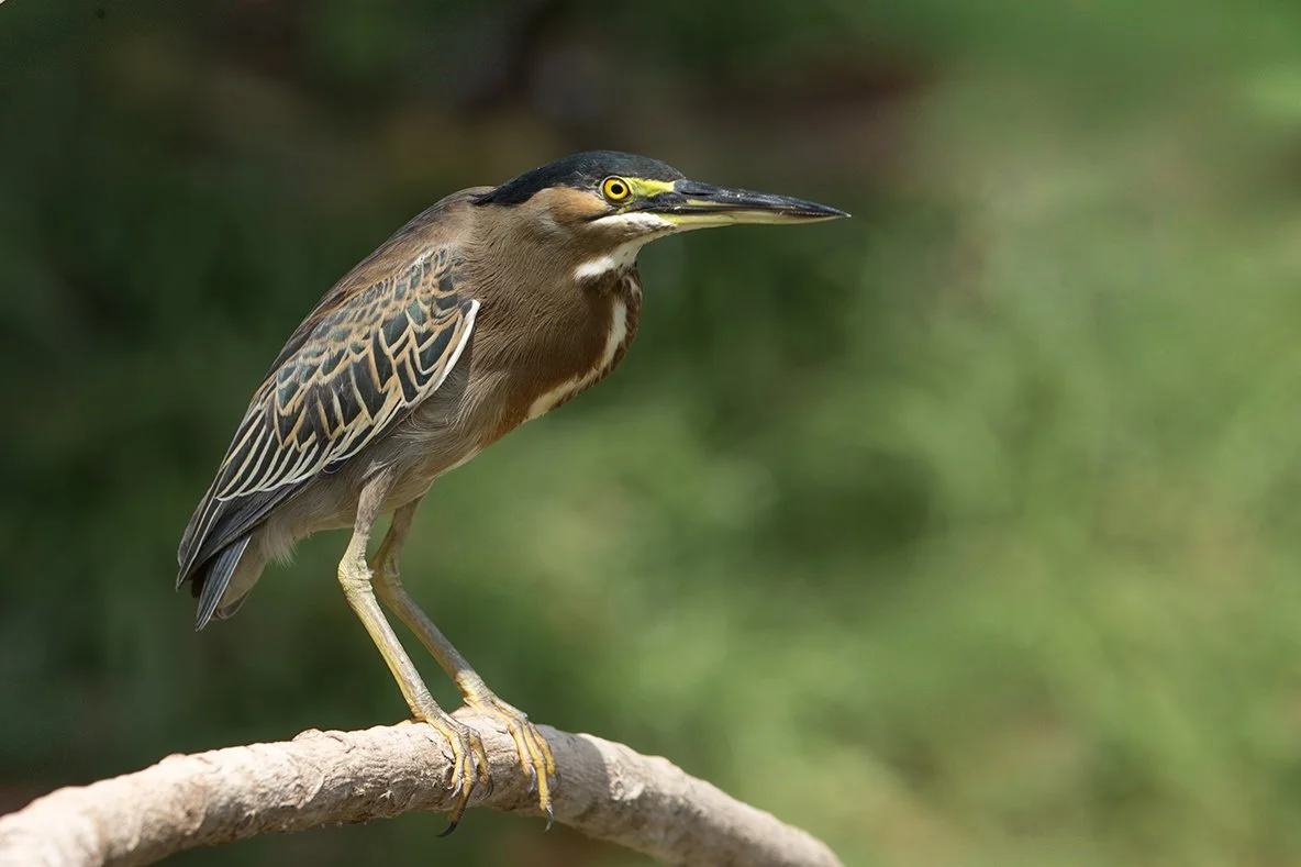 STRIATED_HERON_02.jpg