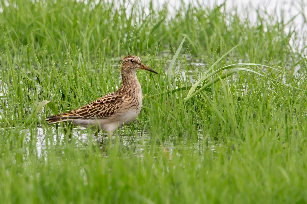 PECTORAL SANDPIPER