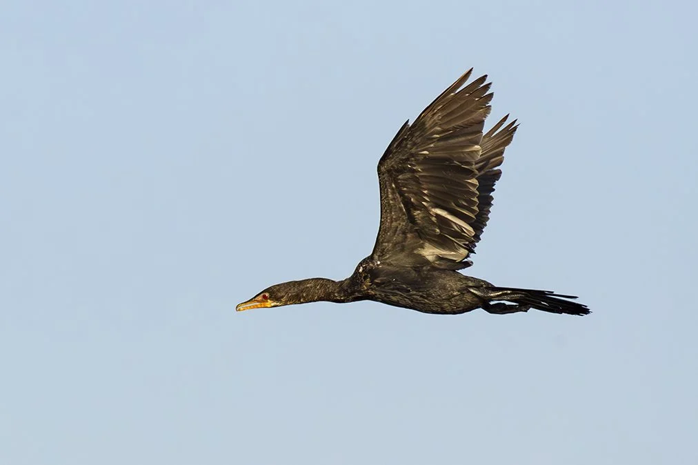 REED (LONG-TAILED) CORMORANT
