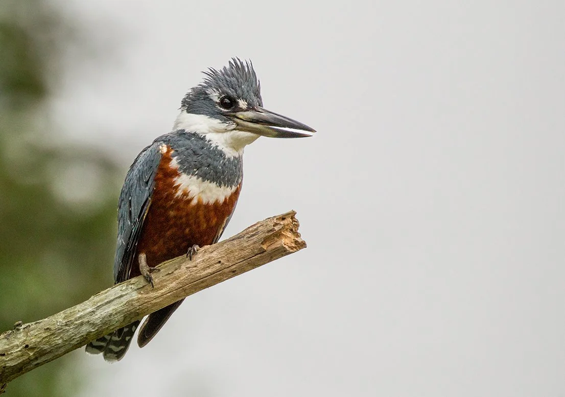 RINGED_KINGFISHER_03.jpg