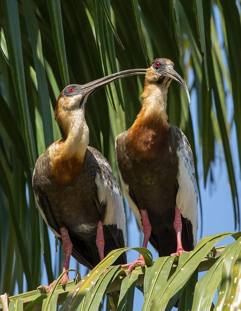 BUFF_NECKED_IBIS_04.jpg