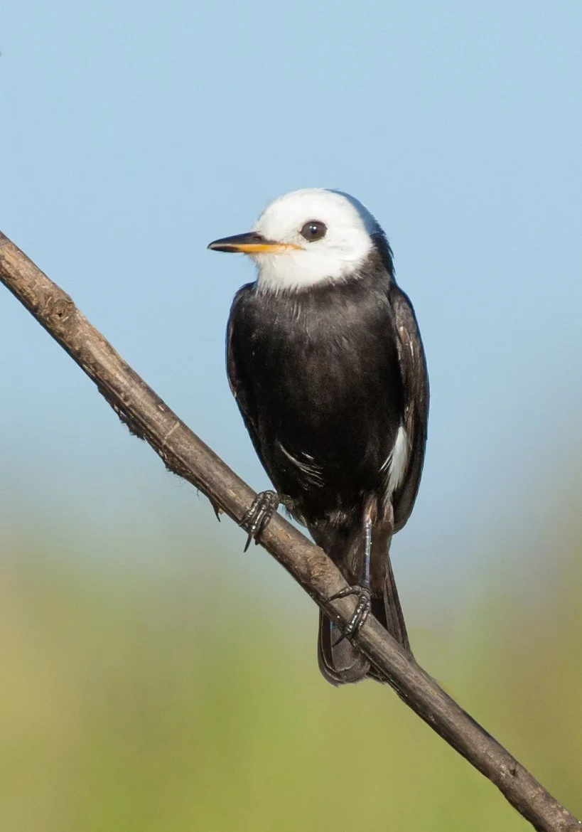 WHITE-HEADED MARSH TYRANT_03.jpg