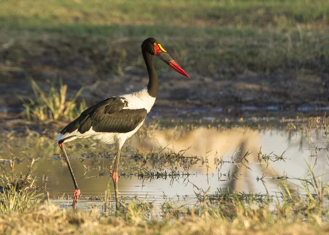 SADDLE_BILLED_STORK_01.jpg