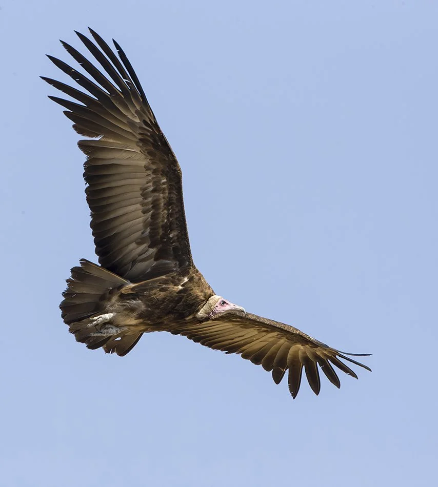 LAPPET_FACED_VULTURE_13.jpg