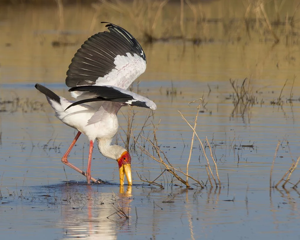 YELLOW-BILLED STORK_06.jpg