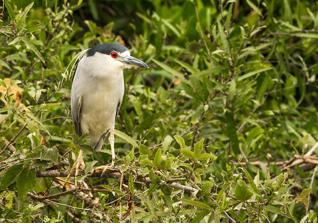 BLACK_CROWNED_NIGHT_HERON_02.jpg