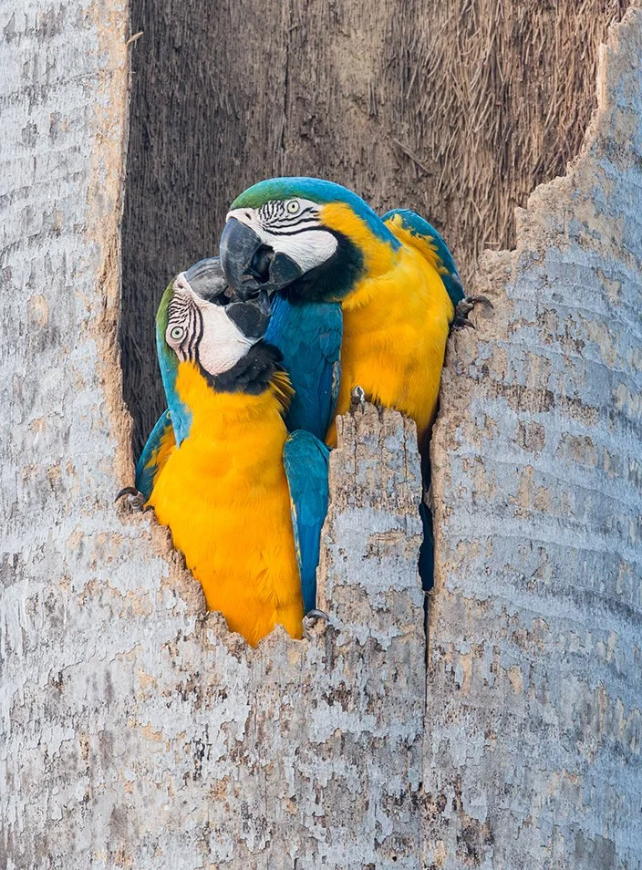 BLUE_AND_YELLOW_MACAW_07.jpg