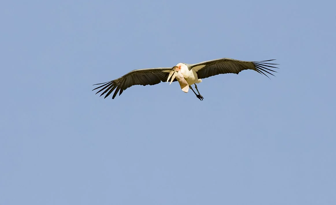 MARABOU_STORK_03.jpg