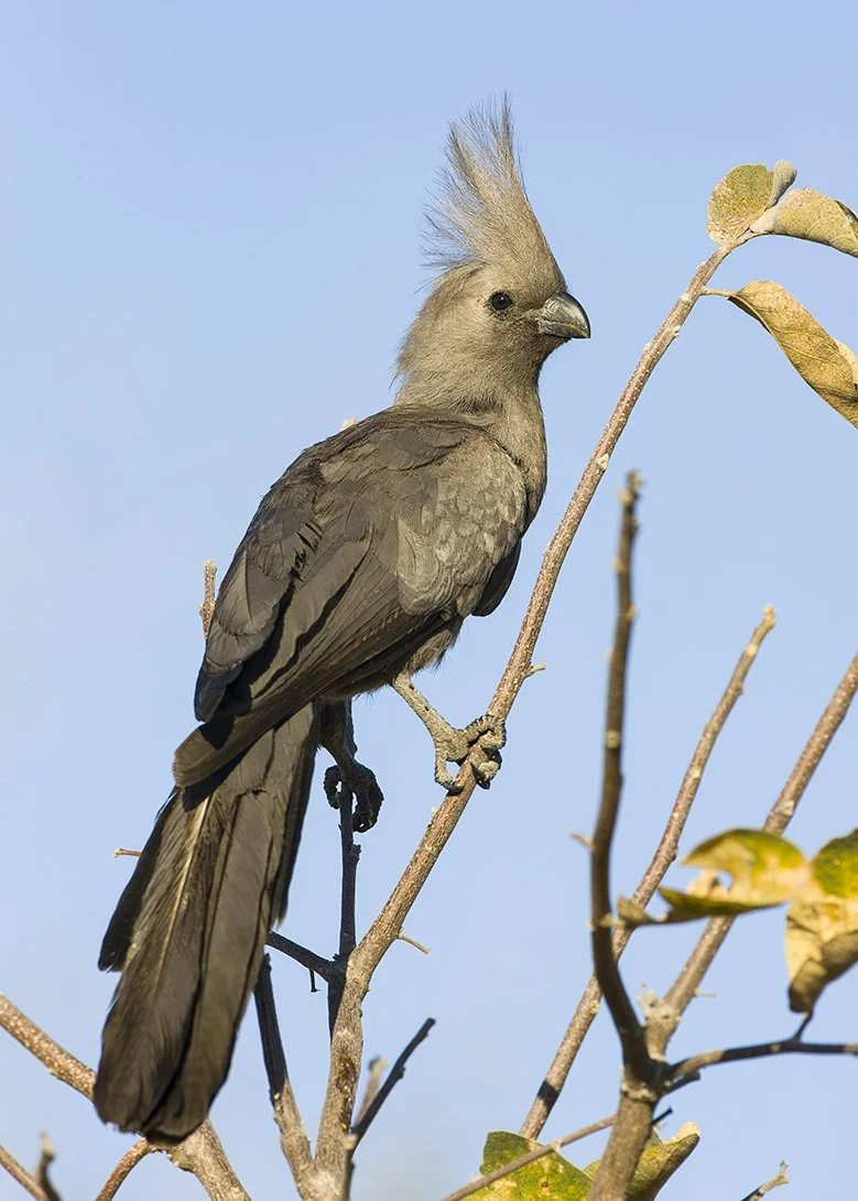 GREY_LOURIE_02.jpg