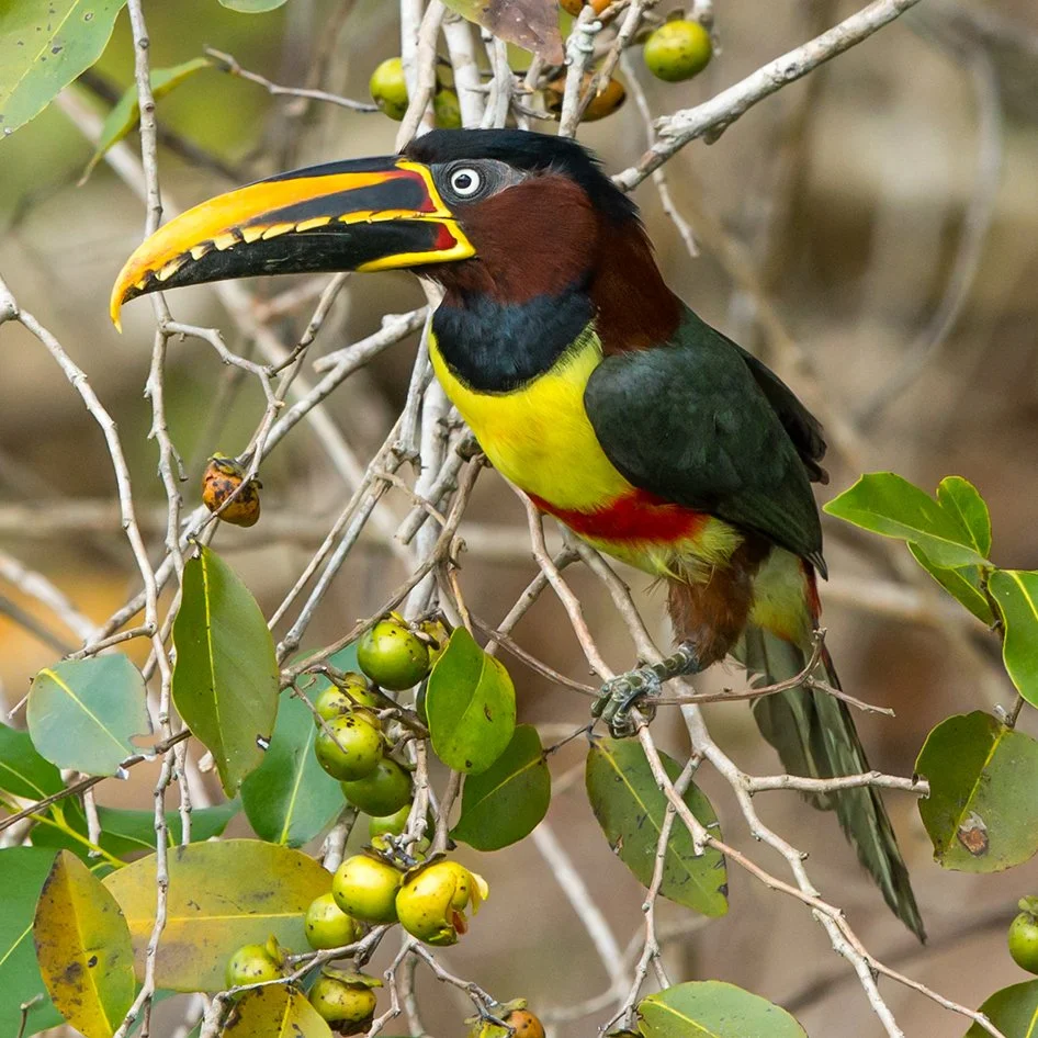 BLACK-NECKED ARACARI_02.jpg