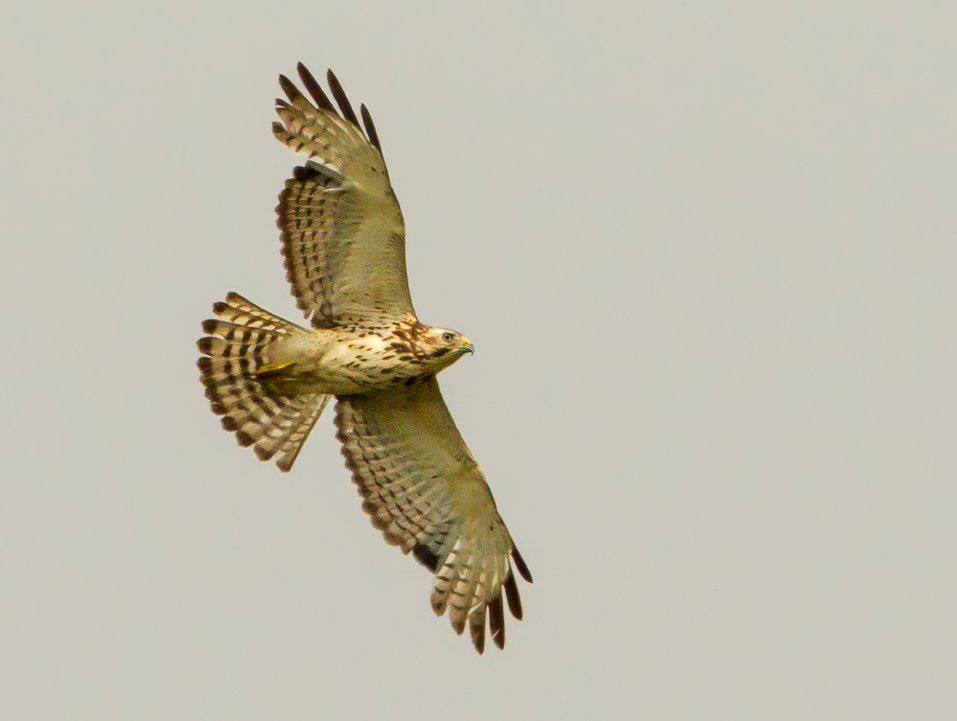 BROAD-WINGED HAWK