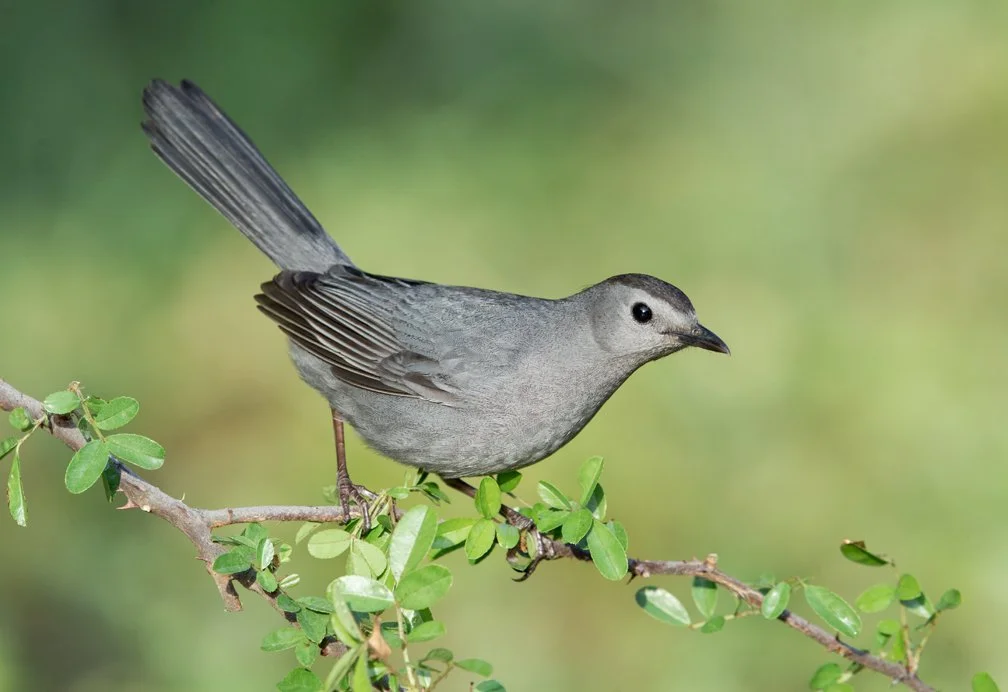 GRAY CATBIRD