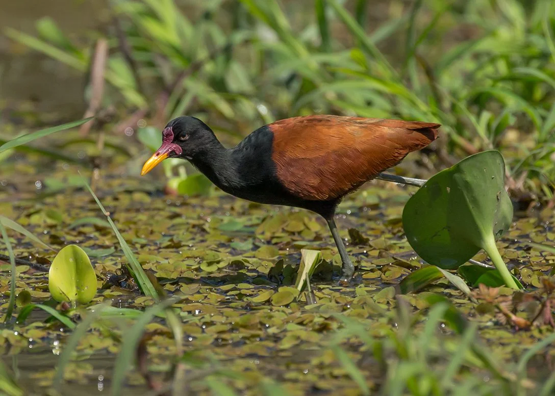 WATTLED_JACANA_07.jpg
