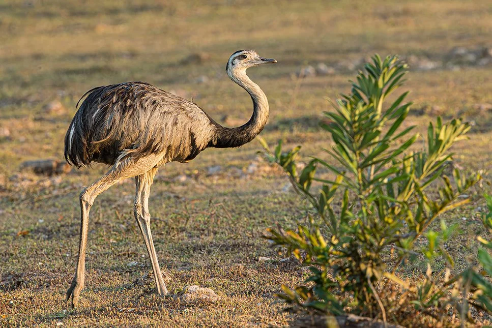 GREATER_RHEA_03.jpg