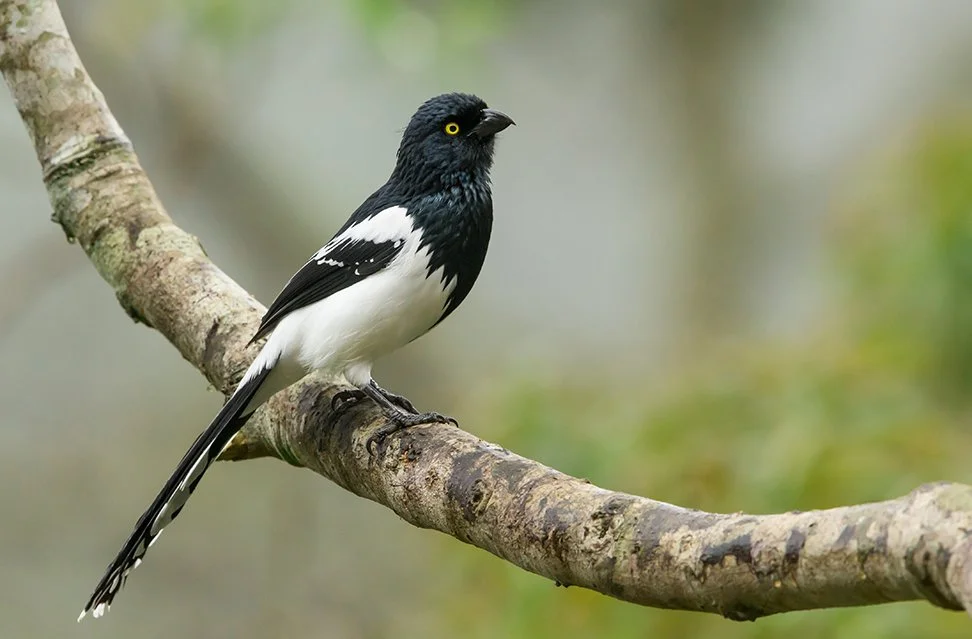 MAGPIE_TANAGER_08.jpg