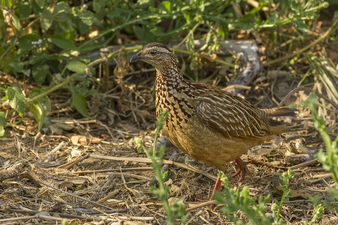 HELMETED_GUINEAFOWL_01.jpg