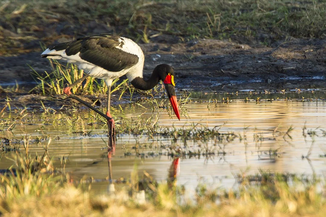 SADDLE_BILLED_STORK_05.jpg