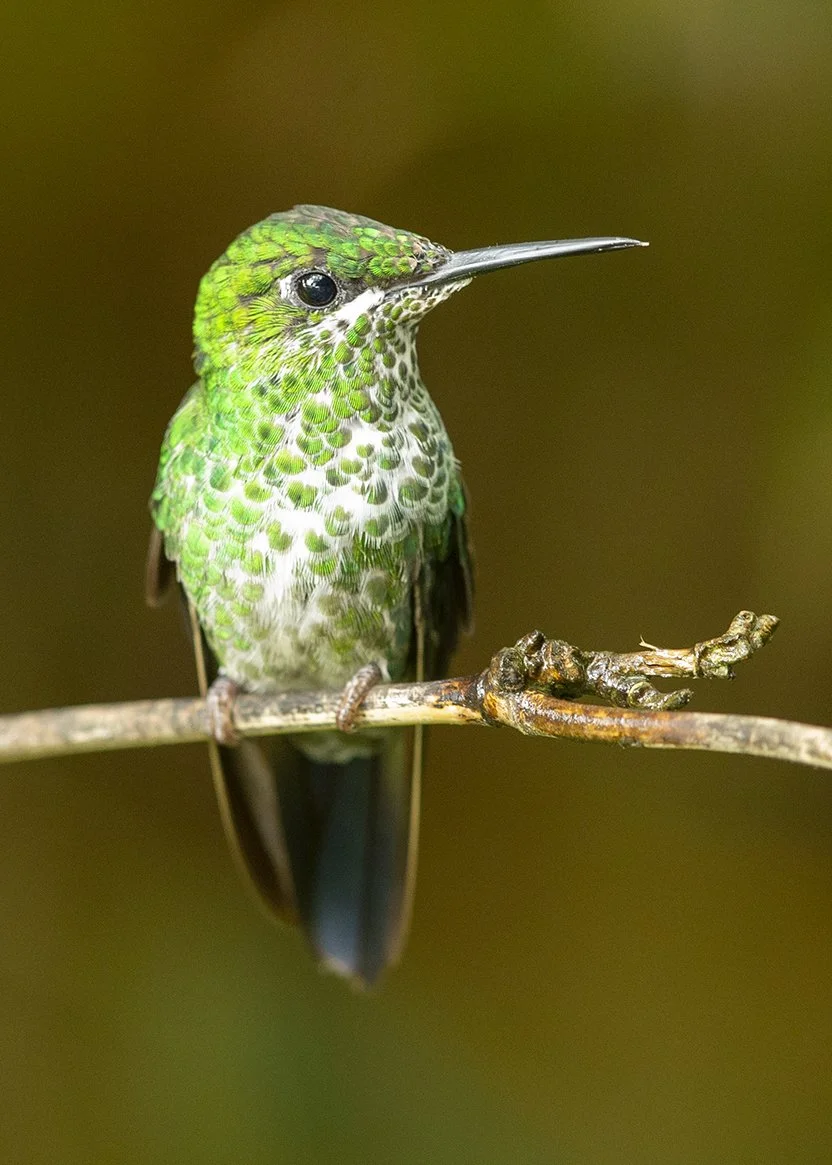 GREEN-CROWNED BRILLIANT