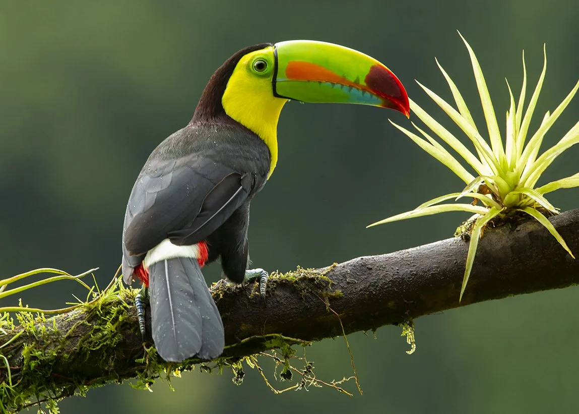 KEEL_BILLED _TOUCAN_04.jpg
