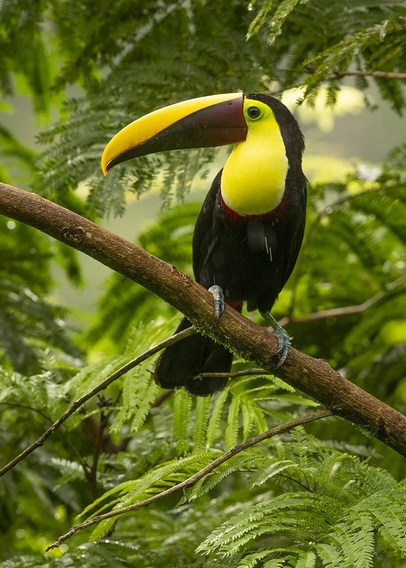YELLOW_THROATED_TOUCAN_02.jpg