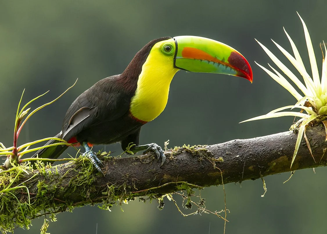 KEEL_BILLED _TOUCAN_02.jpg