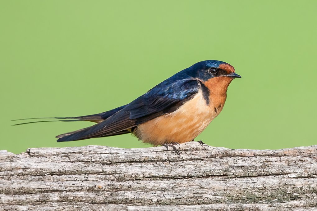 BARN SWALLOW