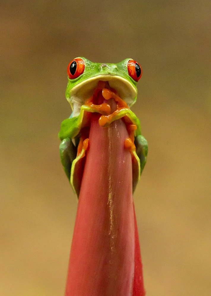 RED-EYED_TREE_FROG_05.jpg