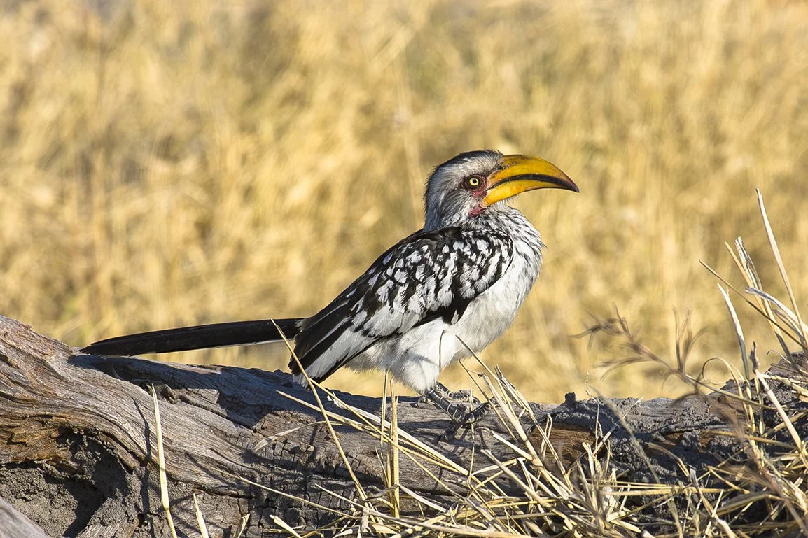 SOUTHERN_YELLOW_BILLED_HORNBILL_04.jpg