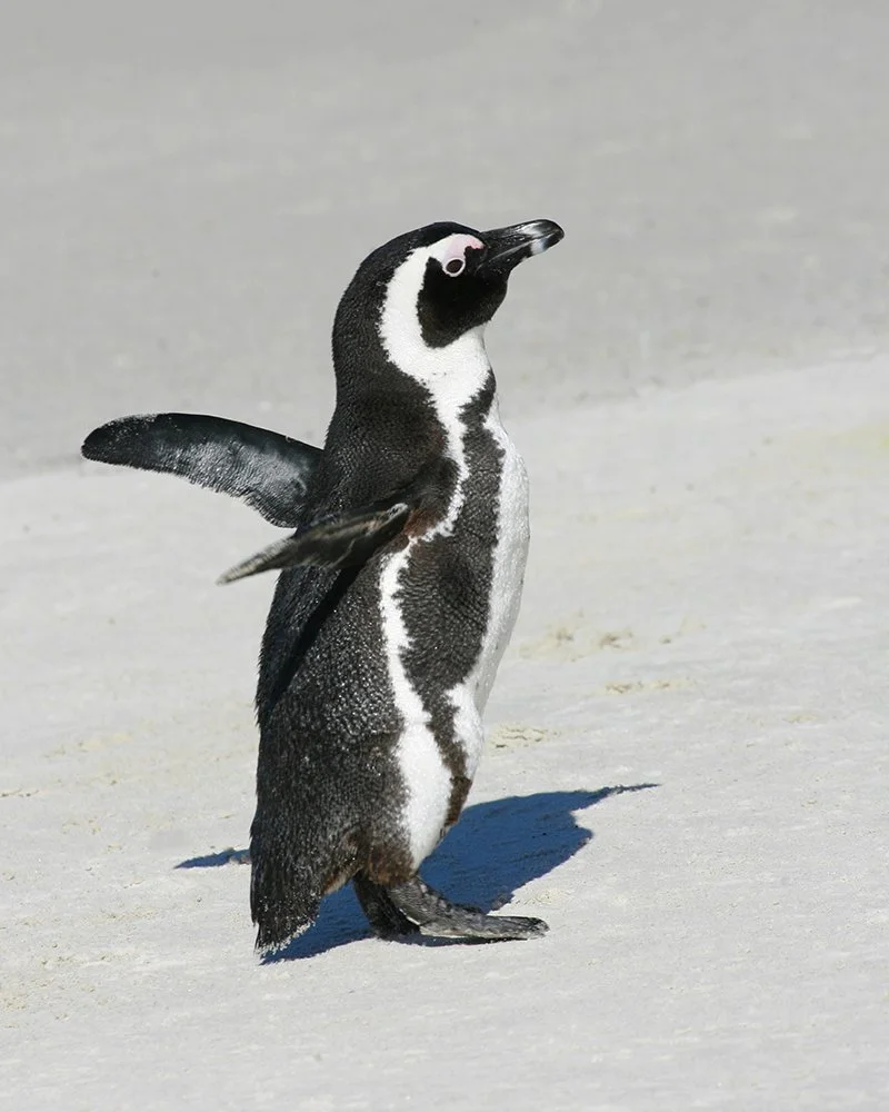AFRICAN PENGUIN