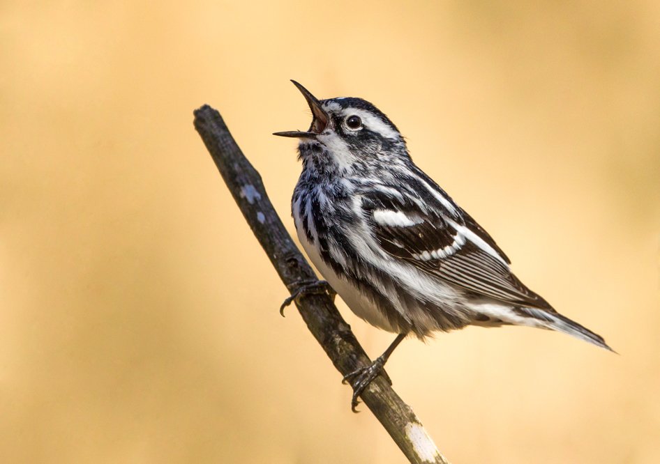 BLACK & WHITE WARBLER