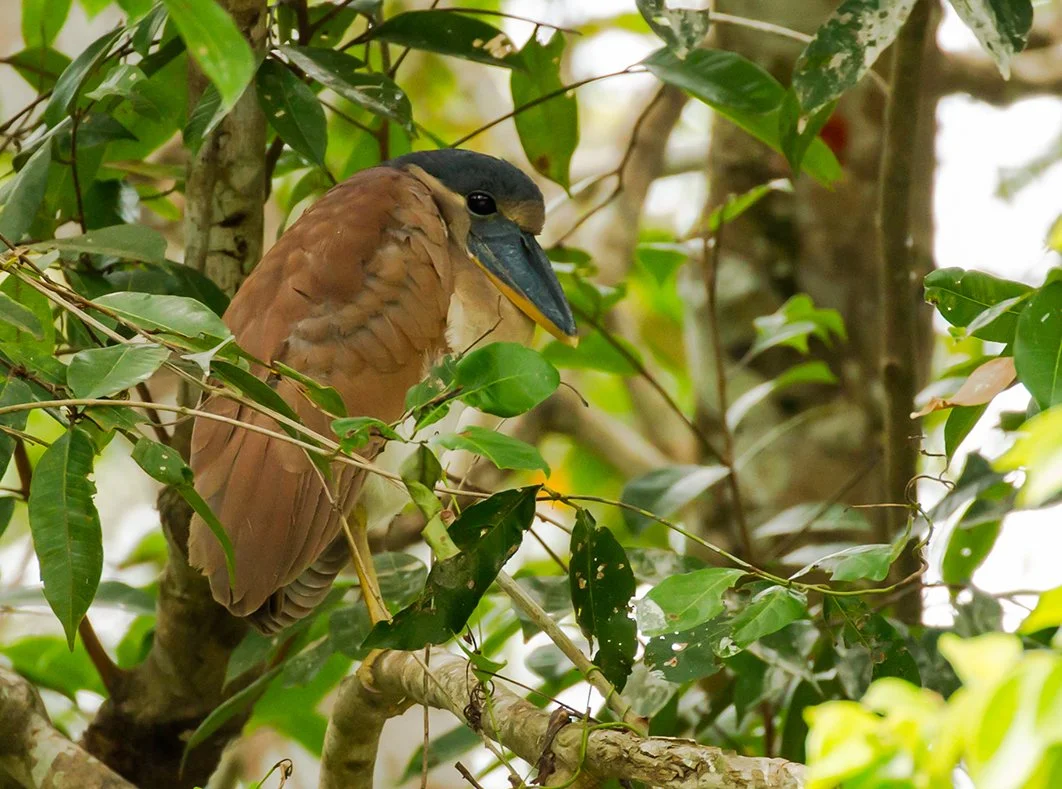 BOAT-BILLED HERON