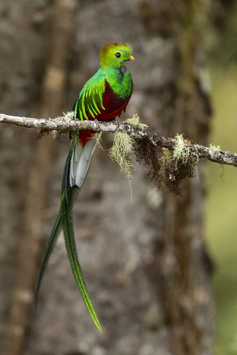 RESPLENDENT QUETZAL_03.jpg