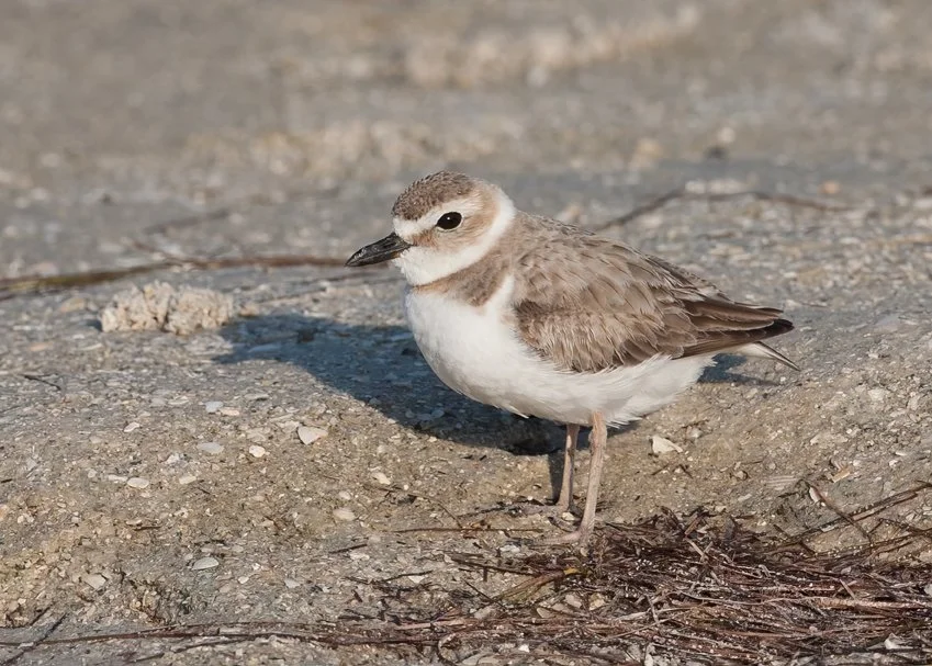 WILSON'S PLOVER