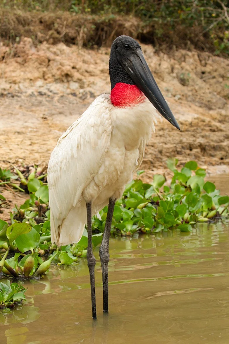 JABIRU_01.jpg