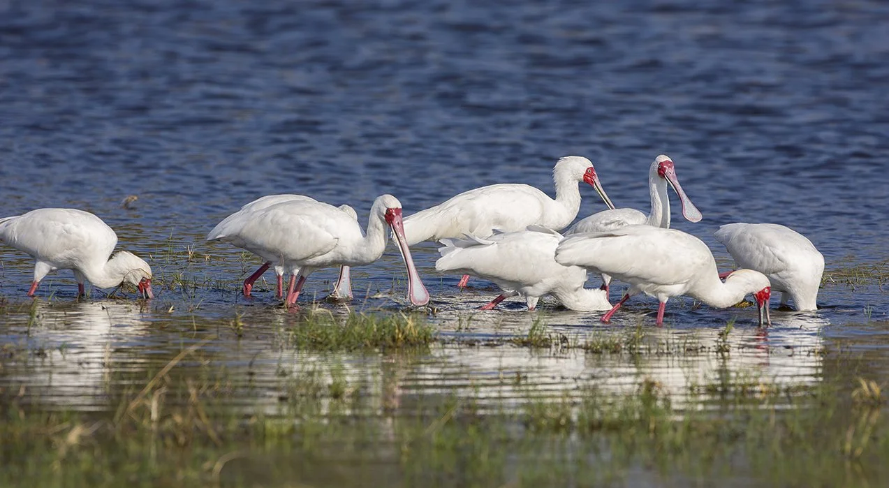AFRICAN_SPOONBILL_02.jpg