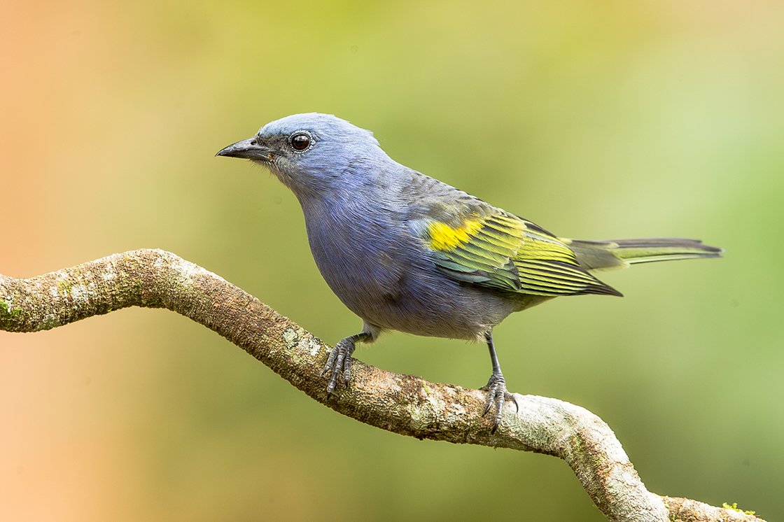GOLDEN_CHEVRONED_TANAGER_06.jpg