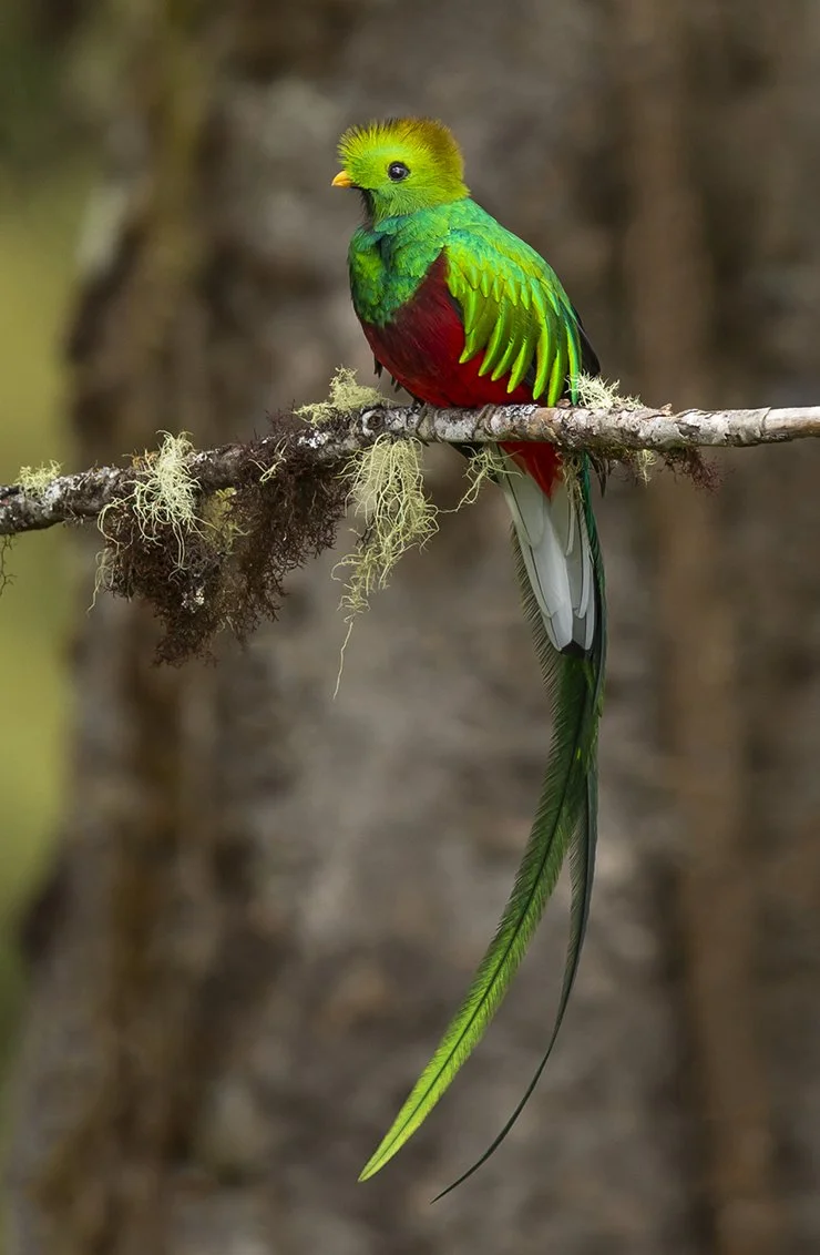 RESPLENDENT QUETZAL_04.jpg