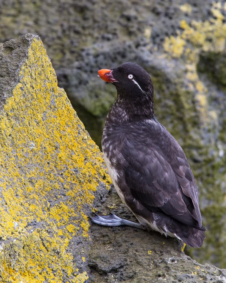 PARAKEET AUKLET