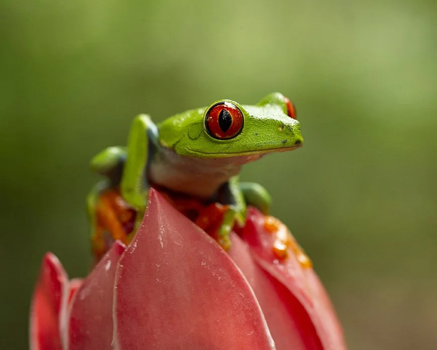 RED-EYED_TREE_FROG_02.jpg