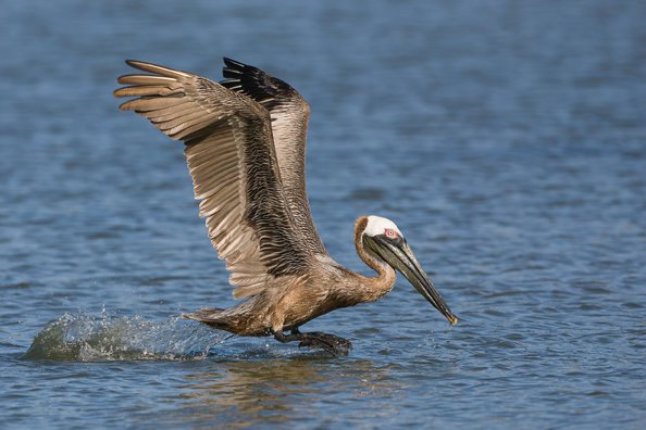 BROWN PELICAN