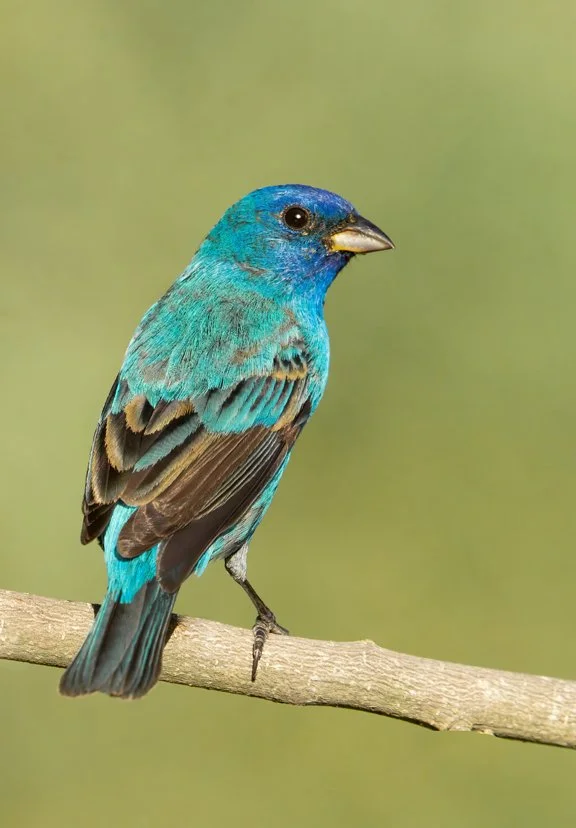 INDIGO BUNTING