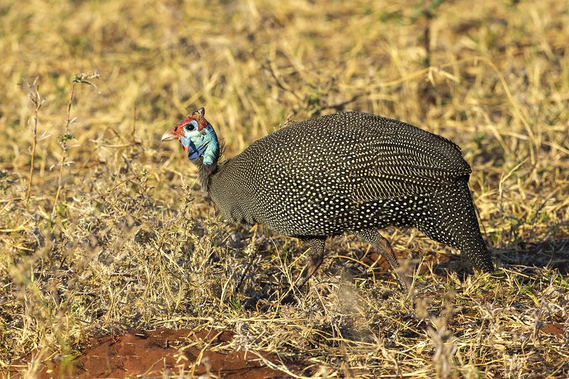 HELMETED_GUINEAFOWL_05.jpg