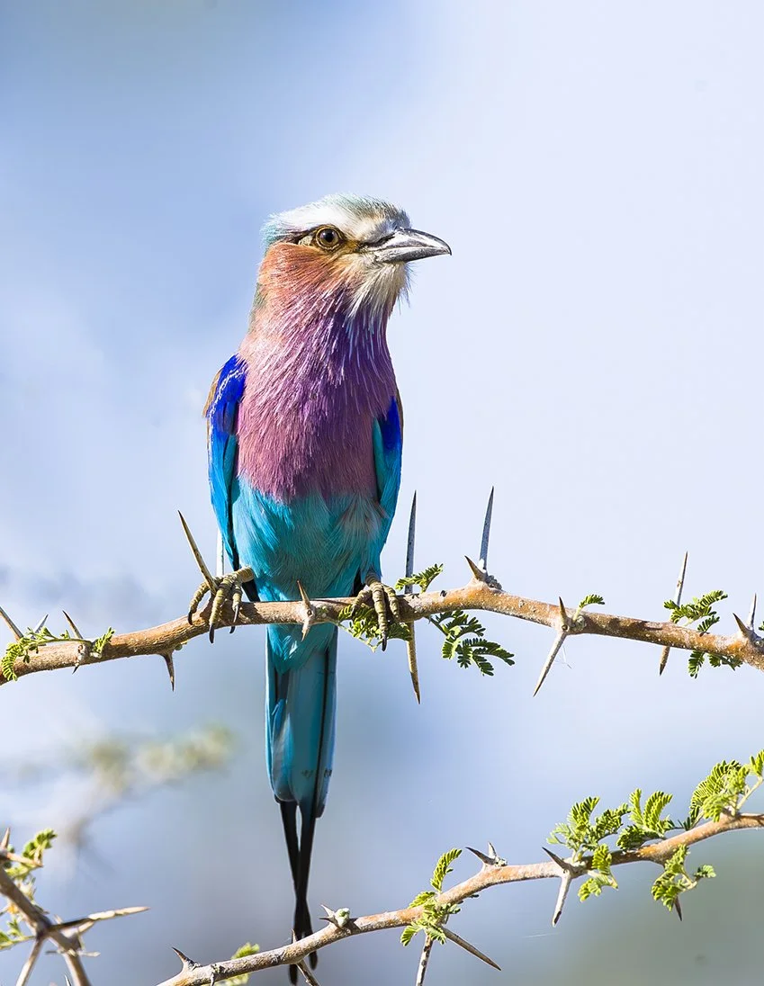 LILAC-BREASTED ROLLER