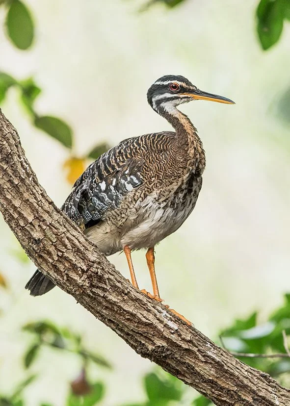 SUNBITTERN_02.jpg
