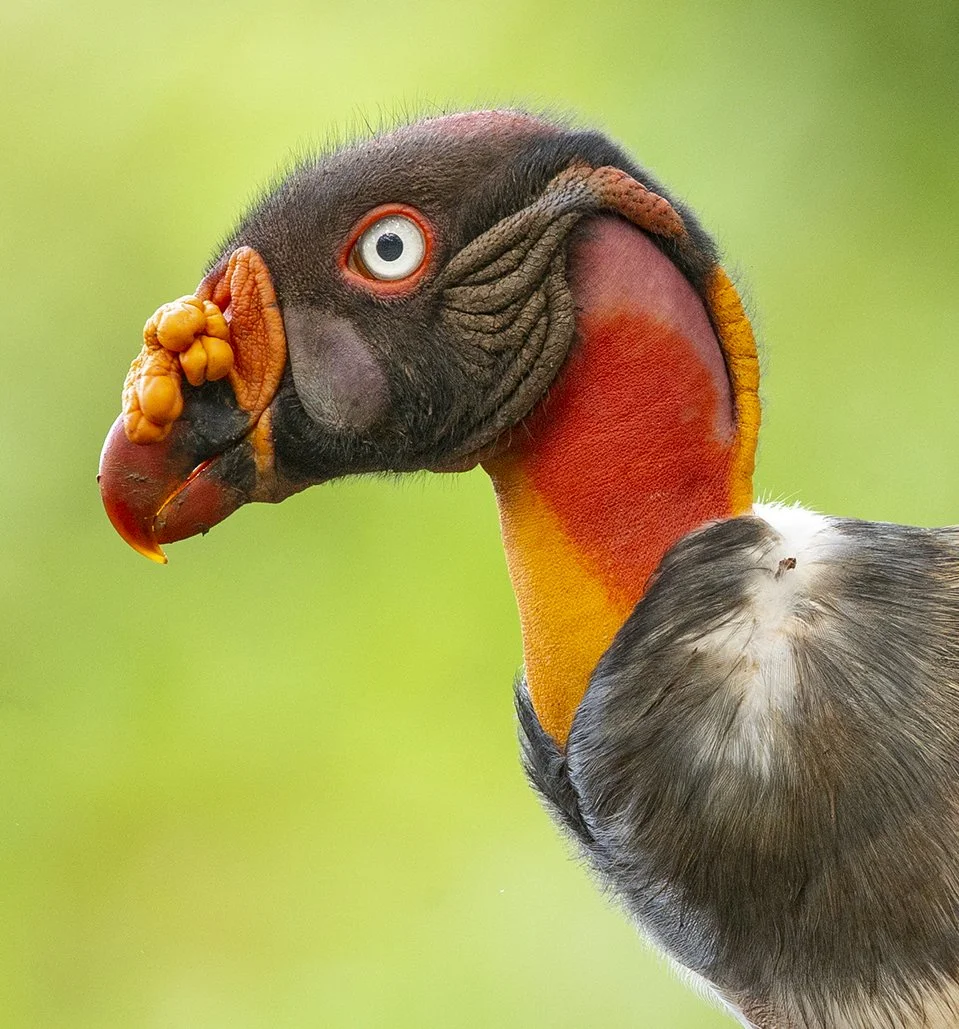KING_VULTURE_04.jpg