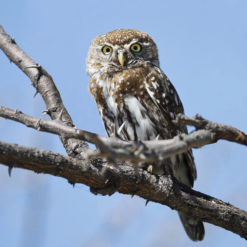 PEARL-SPOTTED OWLET