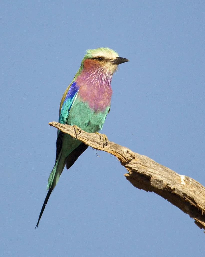 LILAC_BREASTED_ROLLER_02.jpg